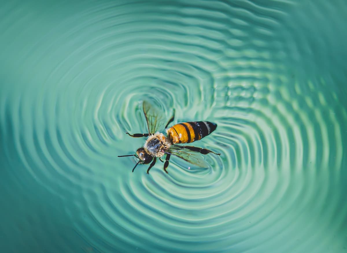 insecte dans la piscine