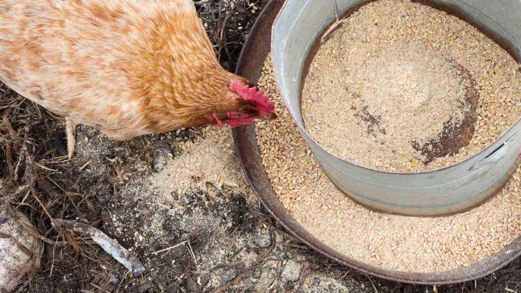 matériaux mangeoire pour poule