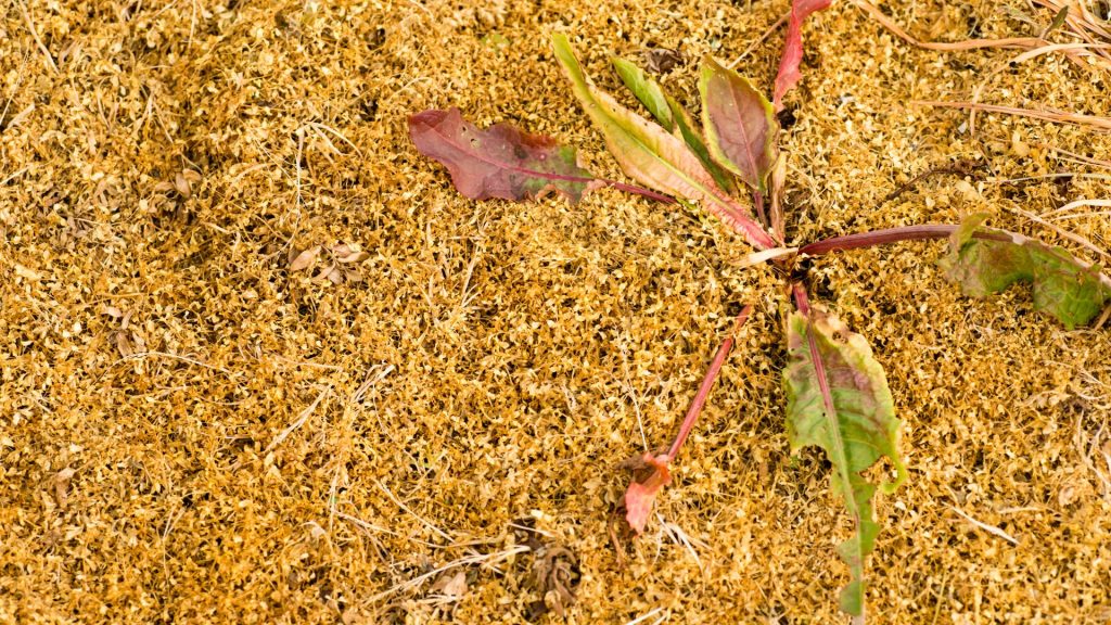 Désherbant naturel bicarbonate de soude